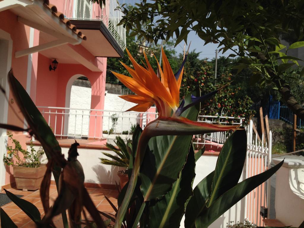 B&B Villa Rosa Angrisano Maratea Exterior foto